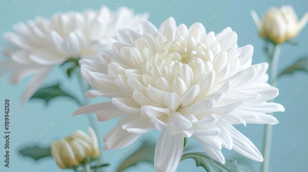 Fototapeta premium A tight shot of a white bloom against verdant green foliage, set against a backdrop of a tranquil blue scene - a clear blue sky