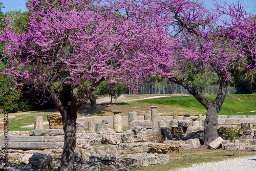 Olympia Archaeological Site with Beautiful Pink Blooming Flowers, Greece
