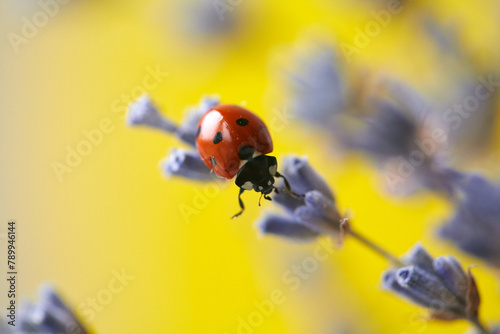 Closeup of a ladybug on a lavender flower. Lavender flower and ladybug on yellow background.