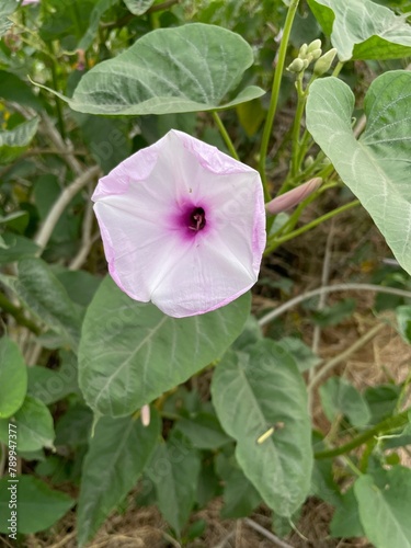 Argyreia sericea dalzell flower Indian native
