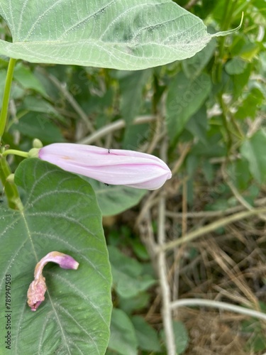 Argyreia sericea dalzell flower Indian native