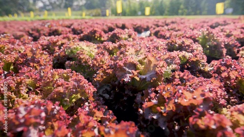 Red Leaf Lettuce, a ornamental and edible vegetable.