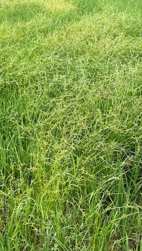 Smutsfinger grass of  Indian native