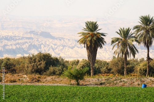 Agricultura y palmeras en el Mar Muerto, Jordania