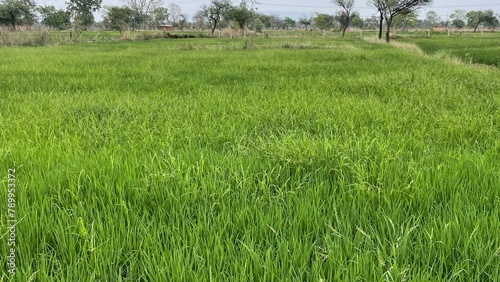 Plantation of the oryza sativa in India
