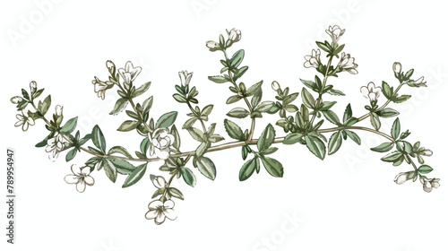 Thyme flowers or inflorescences isolated on white background photo