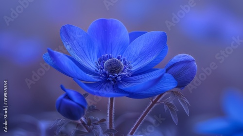   A tight shot of a single blue bloom against a hazy backdrop of blue blossoms