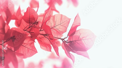  A tight shot of red blooms on a branch against a pristine white sky