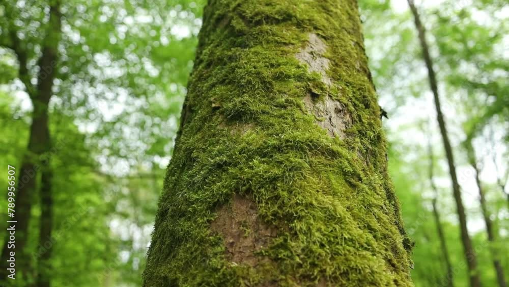 Green moss grows prominently on the tree trunk, creating a striking contrast against the bark. Dry tree bark texture and background, nature concept. Bark wood. Green moss grows prominently on the tree trunk, creating a striking contrast against the bark. Dry tree bark texture and background, nature concept. Bark wood.