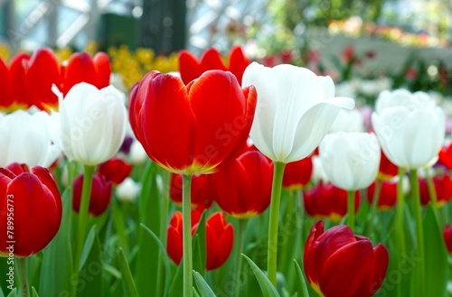 red and white tulips in the gardent