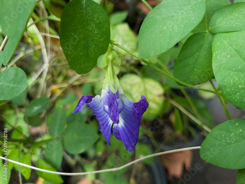 Ternate telang is a purple plant species endemic and native to the island of Ternate