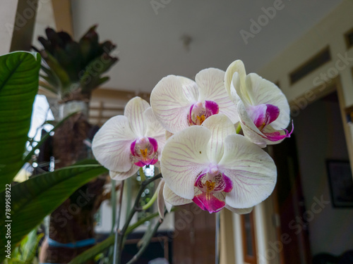 White and red moon orchid plants are used as decoration in front of the house