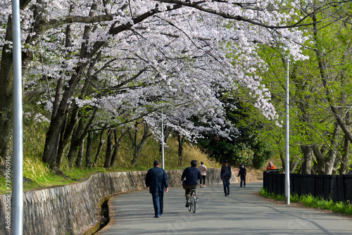 満開の桜並木と新緑の若葉が茂る遊歩道の風景