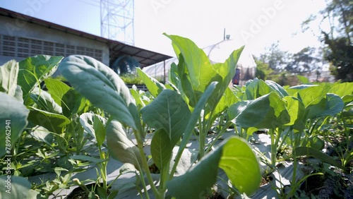 Organically grown Chinese kale. Healthy vegetables.