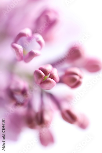 Beautiful lilac flowers on white background. macro
 photo