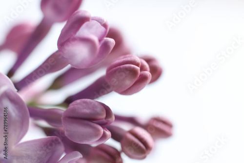 Beautiful lilac flowers on white background. macro