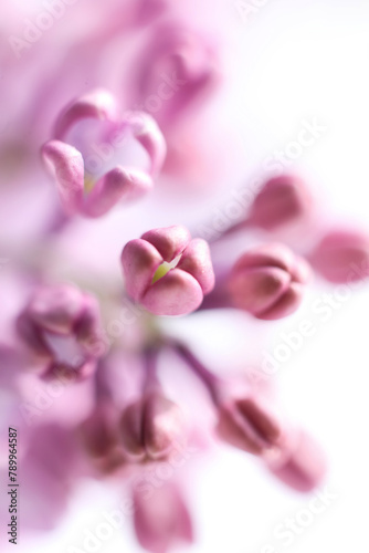 macro of lilac flowers. spring blossom photo