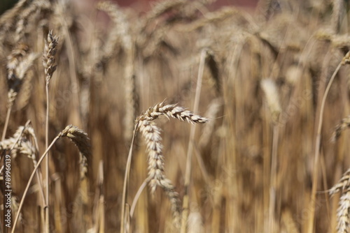 wheat field