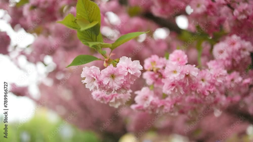 Beautiful spring flowers growing with flying blossoms. Cherry blossom in spring. Japanese sakura. High quality FullHD footage Beautiful spring flowers growing with flying blossoms. Cherry blossom in spring. Japanese sakura. High quality FullHD footage