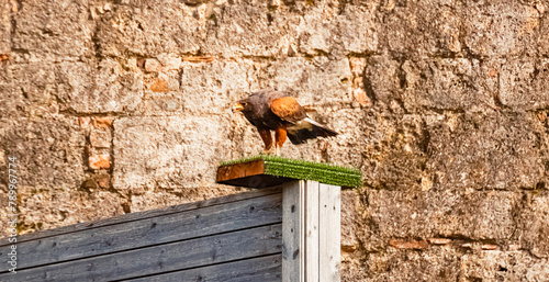 Parabuteo unicinctus, Harris s Hawk, sitting on a wooden platform on a sunny spring day photo