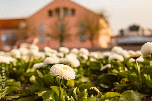 Beautiful flowers on a sunny day in spring at Therme Bad Griesbach im Rottal, Passau, Bavaria, Germany photo