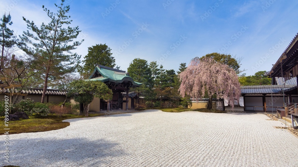 高台寺の枝垂れ桜 高台寺の枝垂れ桜