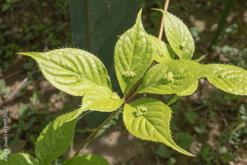 Tableau sur toile 葉の中央で咲くハナイカダ(Helwingia japonica)の花