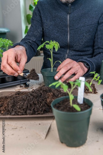 Tomaten pikieren, Tomaten anbauen, Anzucht von Tomatenpflanzen