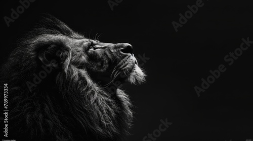   A black-and-white image of a lion with its head turned sideways, gazing up at the sky photo