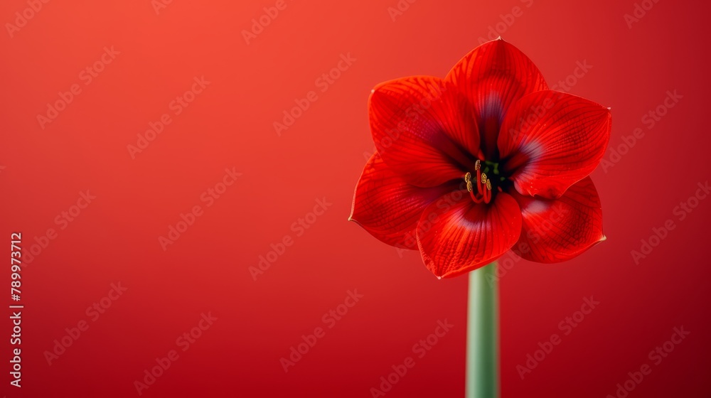 A red flower with a green stem against a red backdrop, green stem prominent in the foreground A red flower with a green stem against a red backdrop, green stem prominent in the foreground