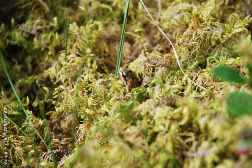 tiny brown frog wandering through a forest of moss, leaves and plants