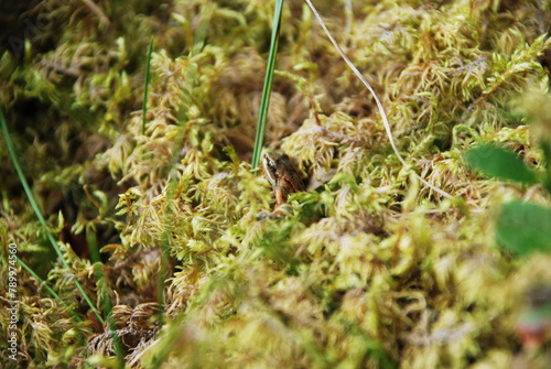 tiny brown frog wandering through a forest of moss, leaves and plants