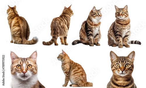 Tabby cat kitten kitty many angles and view portrait side back head shot isolated on transparent background cutout, PNG file 