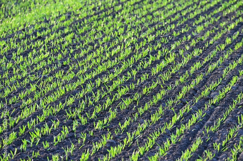 Beautiful green field at sunset. Spring time in nature. Young and small plants in the soil starting to grow. Concept for agriculture. Beautiful green field at sunset. Spring time in nature. Young and small plants in the soil starting to grow. Concept for agriculture.
