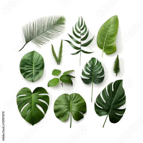 Collection of tropical leaves isolated on a transparent background