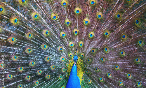 Portrait of beautiful peacock with feathers out.