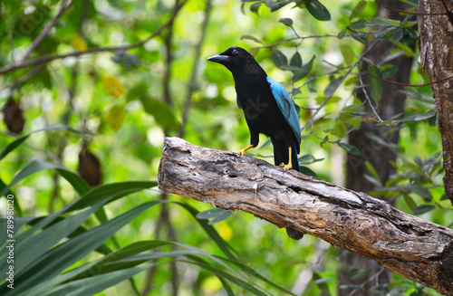 Egzotyczny niebieski ptak w dżungli w Kostaryce