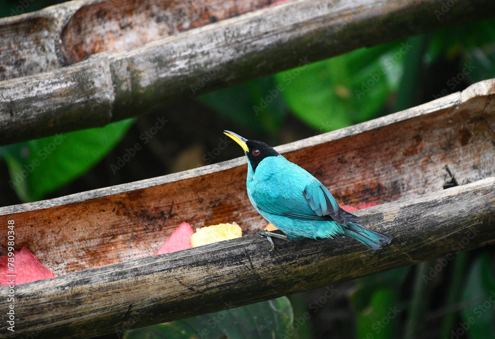Niebieski ptak w Kostaryce - obrazy, fototapety, plakaty 