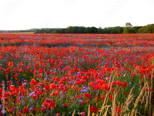 Poppies and cornflower on a large area and the forest in the back