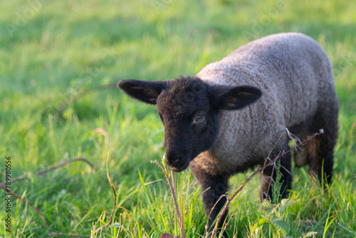 lamb sheep on green pasture