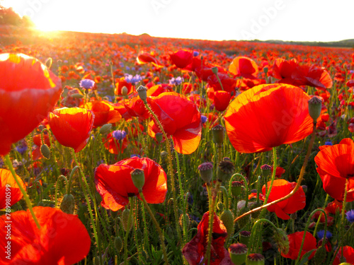 Poppies and cornflowers at sunset so inviting and colorful