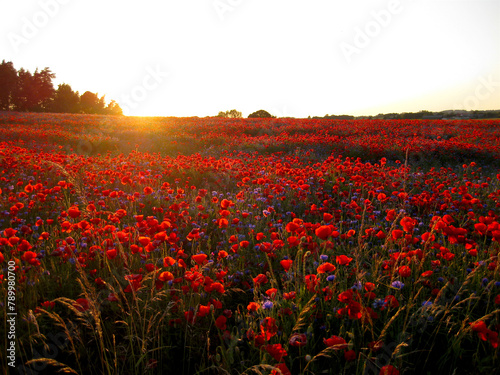 The sun has almost set above the poppy field just before dusk
