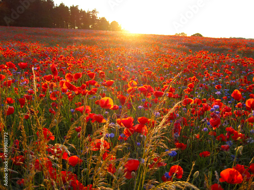The sun sets over the poppy field and the cornflowers