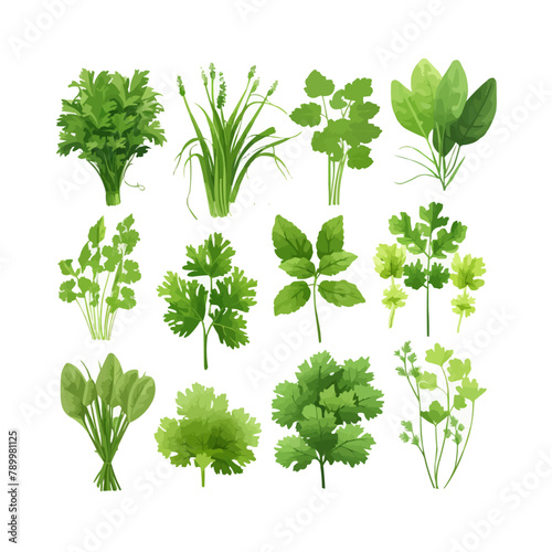 Fresh green leaves collection. Popular culinary herbs leaf set for cooking. Green Lettuce salad leaves, Basil, Parsley, Dill, Arugula and Chives. Vector illustration isolated on white background.