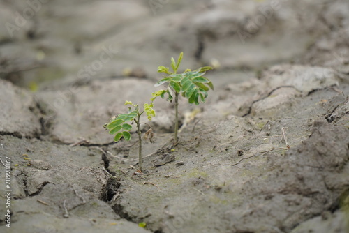 Plants growing in cracked soil. A tree growing on the cracked ground. Crack dried soil in drought, Affected by global warming made climate change. Water shortage and drought concept.  photo