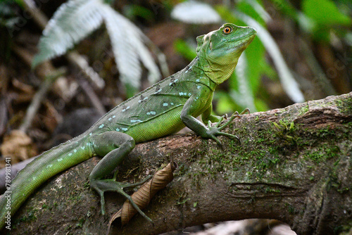 Bazyliszek - zielona jaszczurka tropikalna w lesie deszczowym - La fortuna Kostaryka