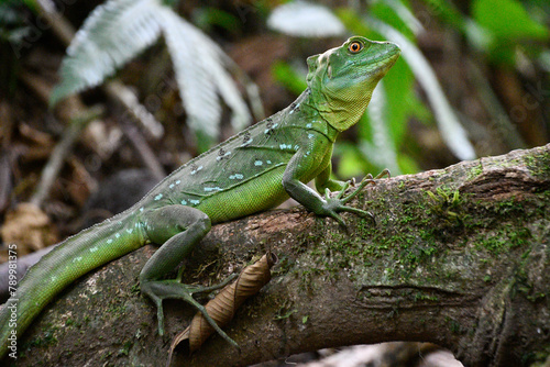 Bazyliszek - zielona jaszczurka tropikalna w lesie deszczowym - La fortuna Kostaryka