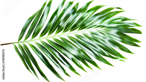 tropical green leaf isolated on white