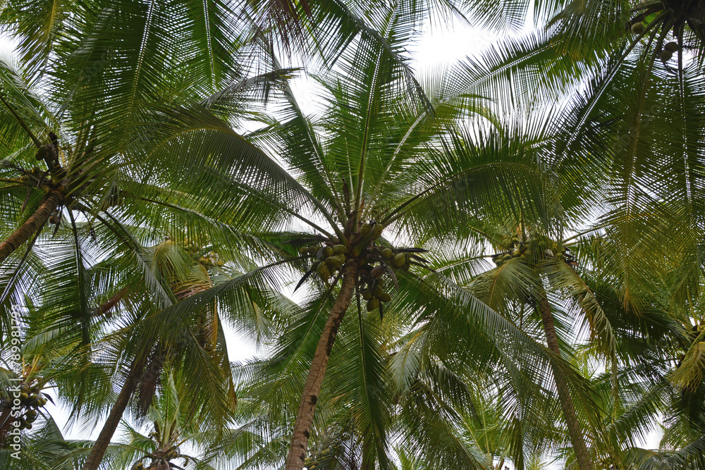Palmy kokosowe w lasach tropikalnych - Kostaryka - obrazy, fototapety, plakaty 