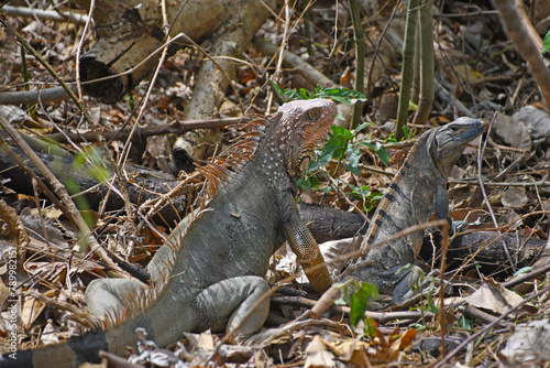 Legwan zielony i legwan czarny w kostarykańskiej dżungli - iguana w lesie tropikalnym niedaleko mostu krokodyli w Kostaryce